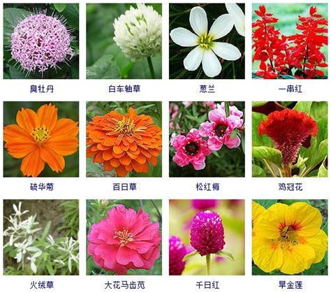 花的成語有哪些|花的成語,花字成語